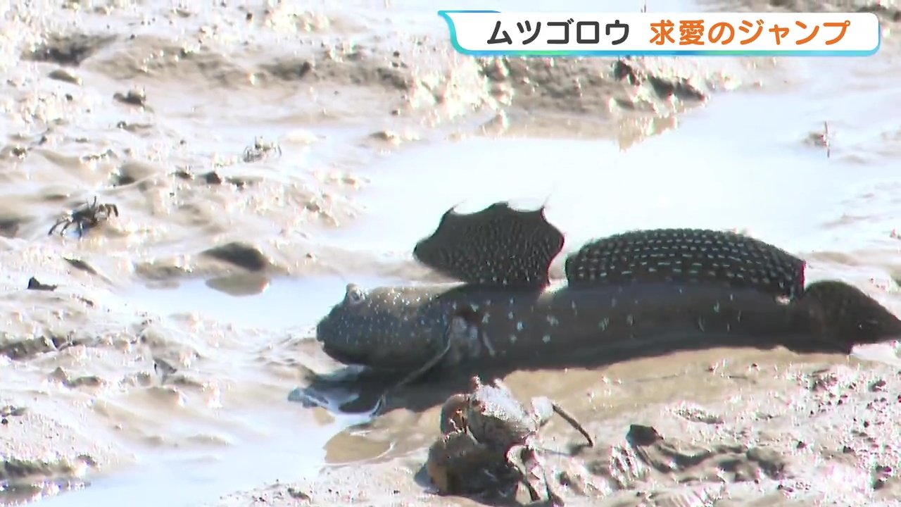 ムツゴロウが求愛のジャンプ！ 干潟に棲む絶滅危惧種の希少な魚 熊本