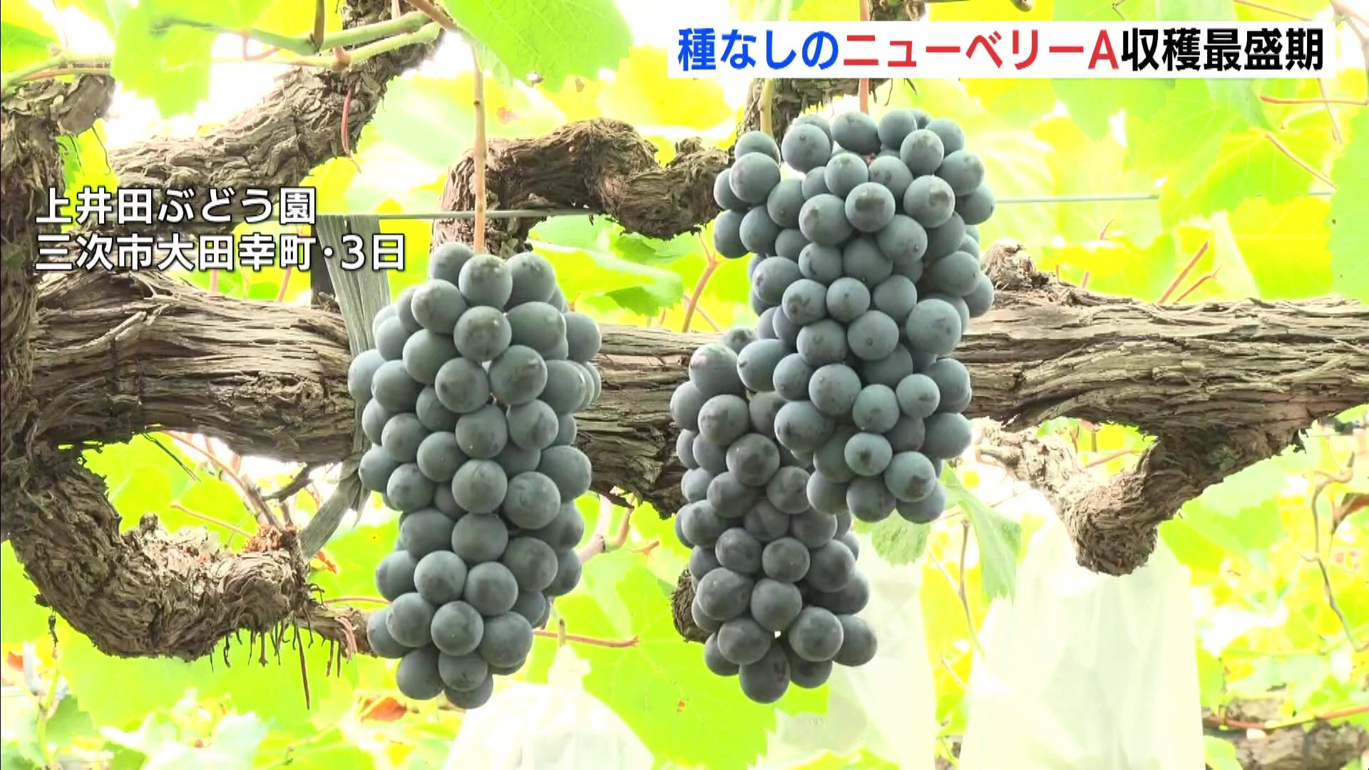 色づき・甘み・酸味の3拍子 種なしぶどうのニューベリーA 三次市で