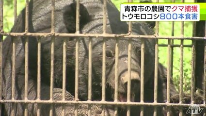 黄色いくまさん　青森岩木山採取　あけび蔓　150cm～ 15kg　1 クマ】体長150cm・体重推定100kg以上のオス 農園で『ツキノワグマ』を
