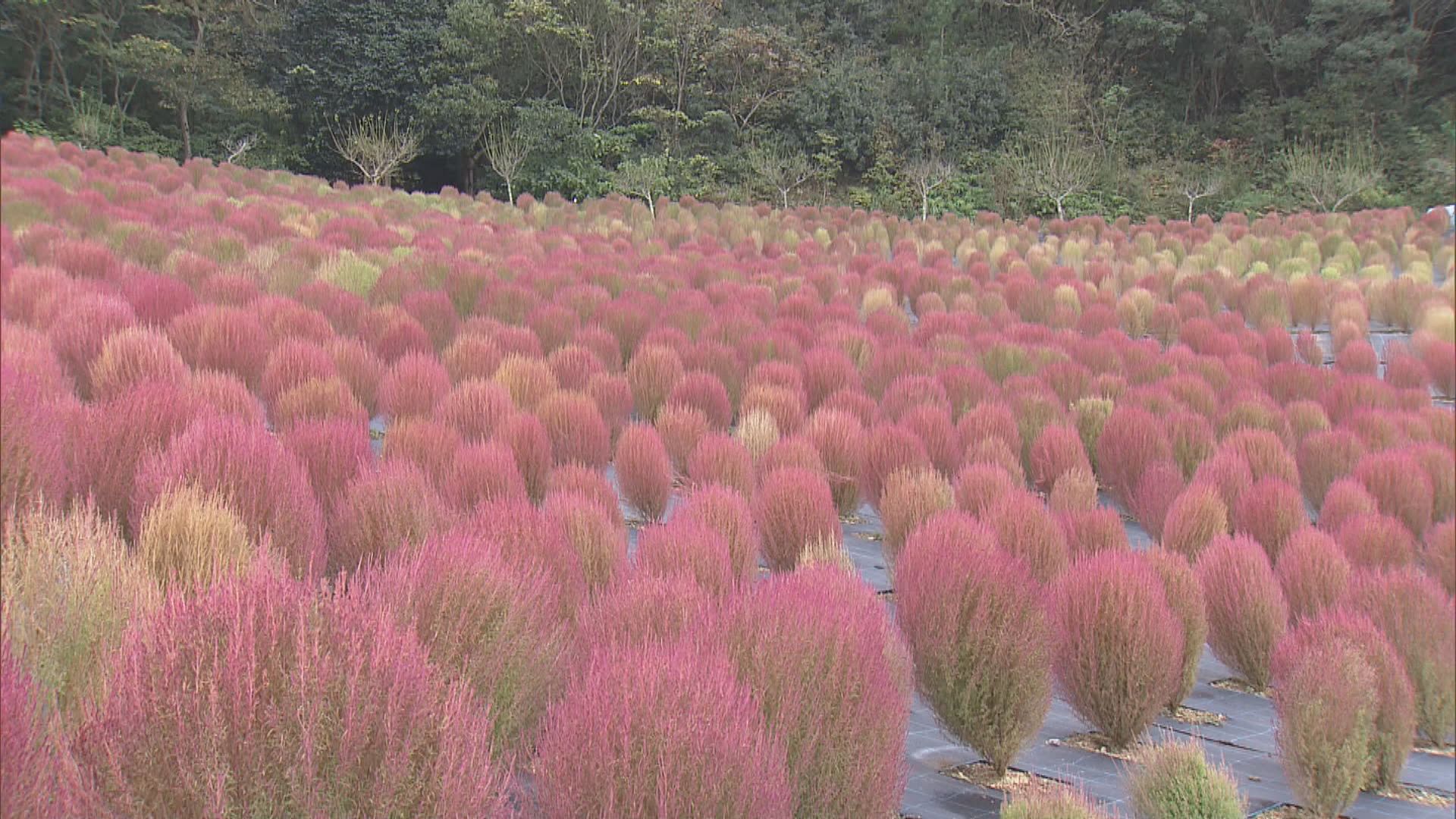 「ほうき草」コキアが見頃 朝晩の冷え込みが強くなり…葉が色づく 三重・志摩市観光農園