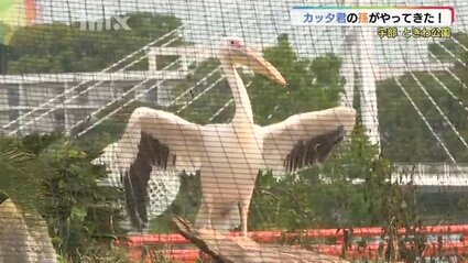 34年前に全国的な人気者！ カッタ君の孫がやってきた | 山口の