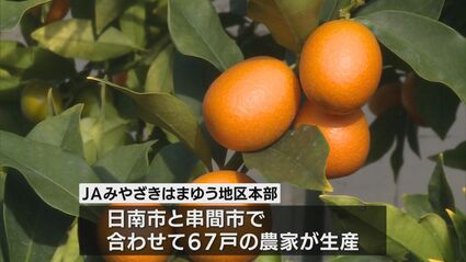 宮崎県の特産品 完熟きんかん収穫はじまる | MRTニュース ｜ MRT