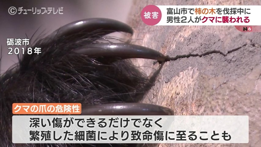 恐ろしいクマの爪「顔の皮膚がはがれ」雑菌で死んだ人も…富山では