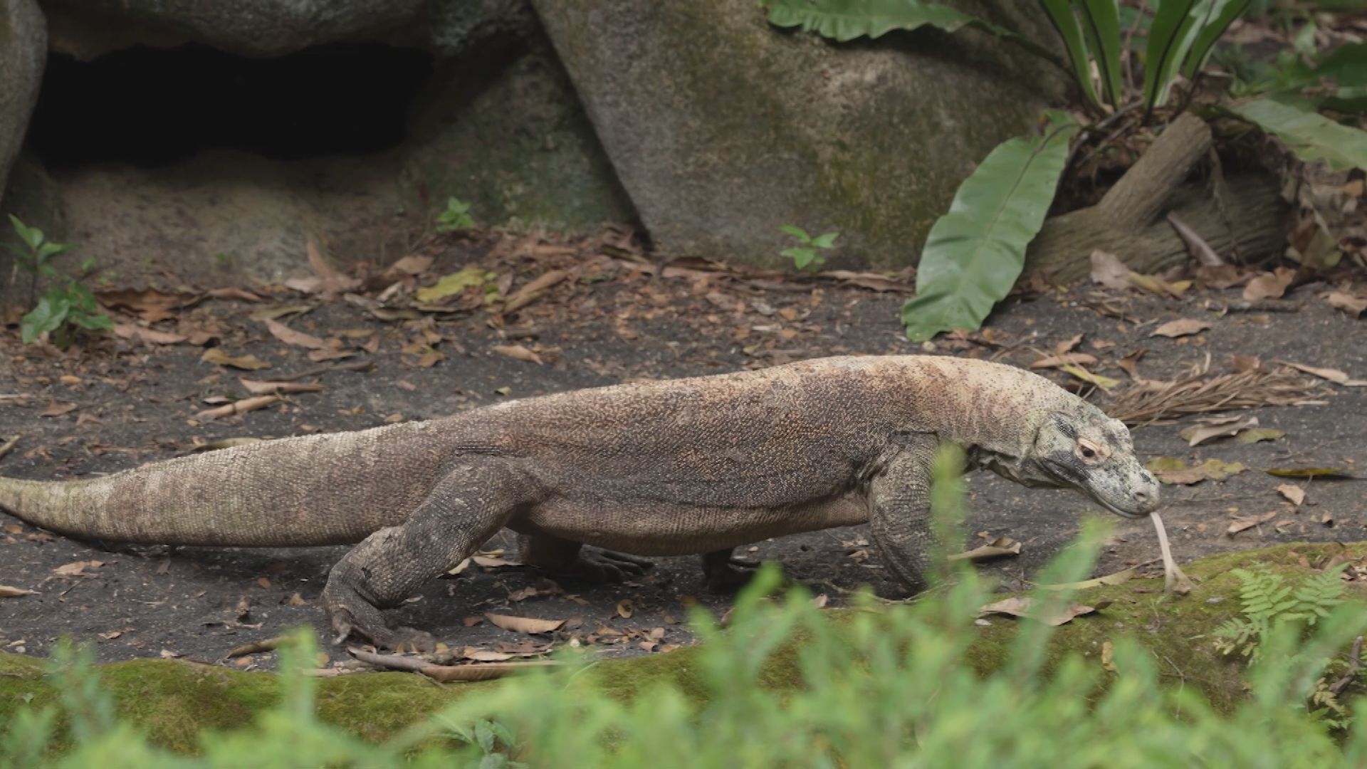 世界最大のトカゲ｢コモドドラゴン｣が日本に到着へ 