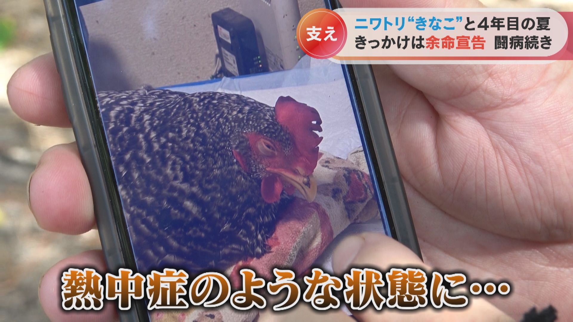 きっかけは余命宣告」一緒に暮らし始めて４年目の夏、ニワトリおじさんと“きなこ”の今に密着 | TBS NEWS DIG