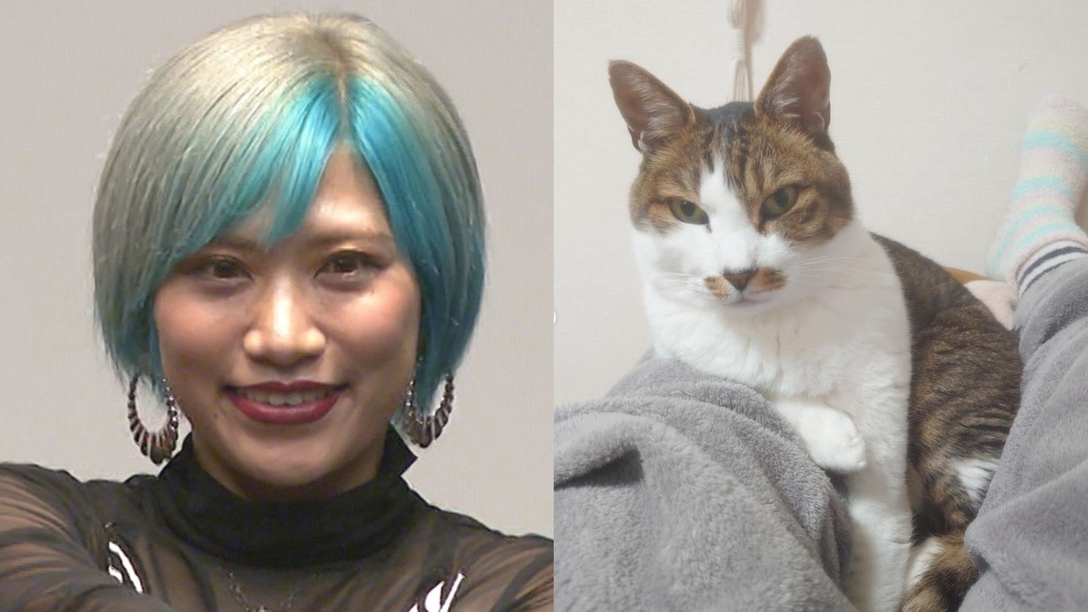 パーティーちゃん　信子 ぱーてぃーちゃん・信子さん「愛猫のぶりが旅立ち、14年と3ヶ月で生涯を終えました」「新年を迎えてそんなに経ってないのにもう1年分以上の涙を流した」 |  TBS NEWS DIG フォトギャラリー
