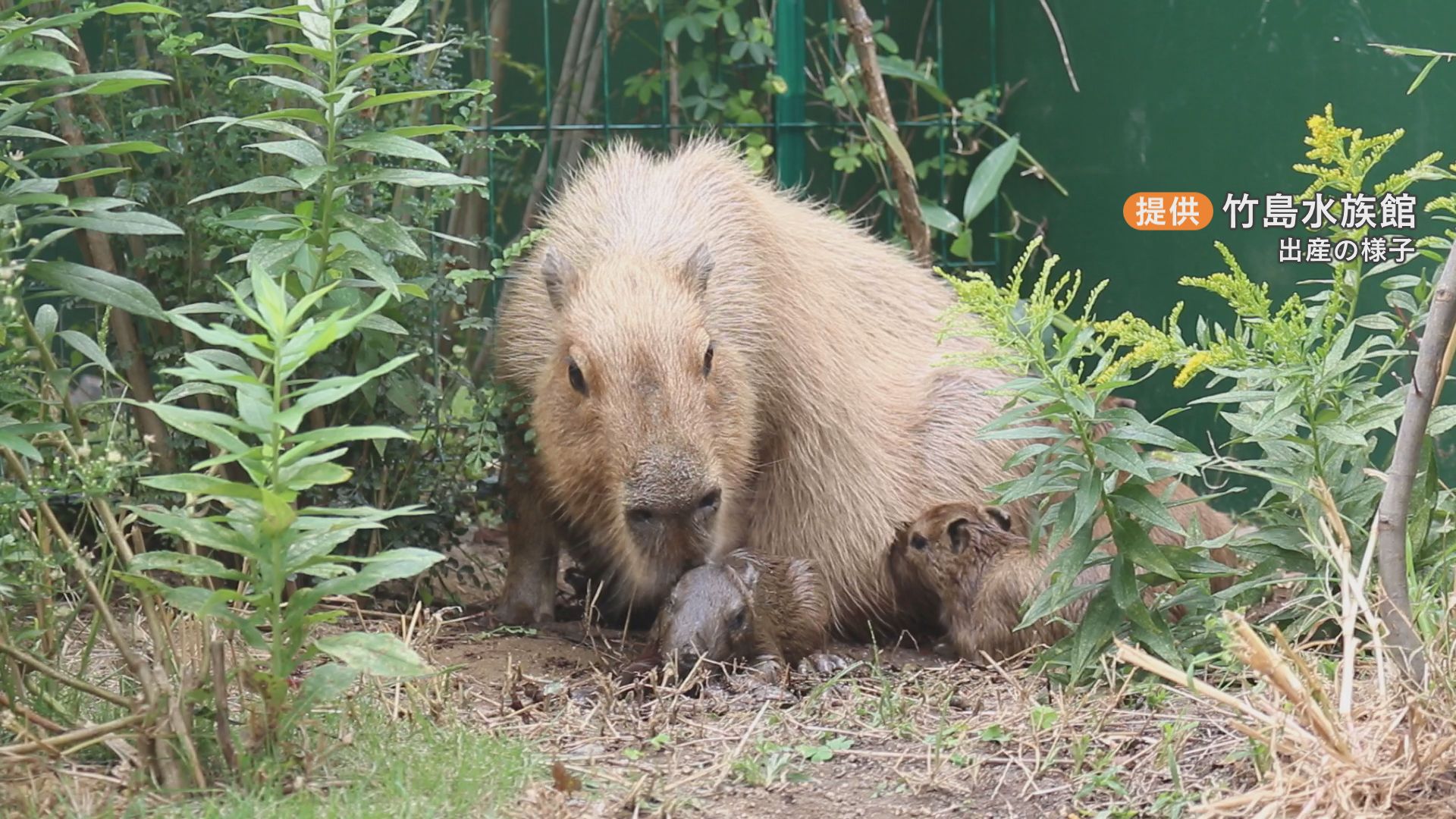 竹島水族館でカピバラの赤ちゃんお披露目 10月12日に5頭誕生 飼育員は