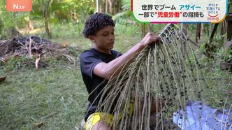 日本でも人気の「アサイー」 世界的ブームで需要急増も収穫の現場で“児童労働”の指摘【SDGs】|TBS NEWS DIG