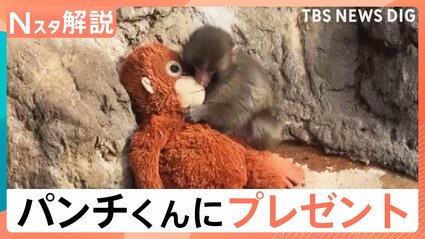 オスの赤ちゃんザル「パンチくん」に新しいお母さん？IKEAジャパンが