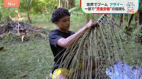 日本でも人気の「アサイー」 世界的ブームで需要急増も収穫の現場で“児童労働”の指摘【SDGs】|TBS NEWS DIG