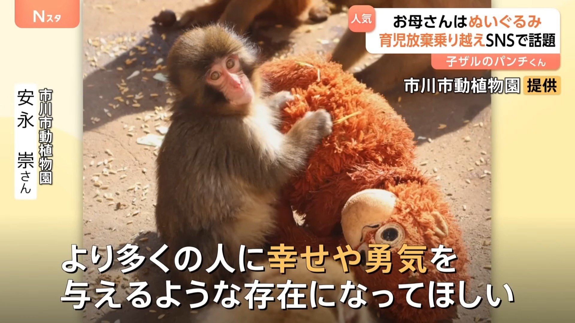 がんばれパンチ」ぬいぐるみを母親代わりに育つサルの「パンチ」くんに