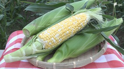 静岡県森町のブランドトウモロコシ「甘々娘」収穫始まる直売所の販売前