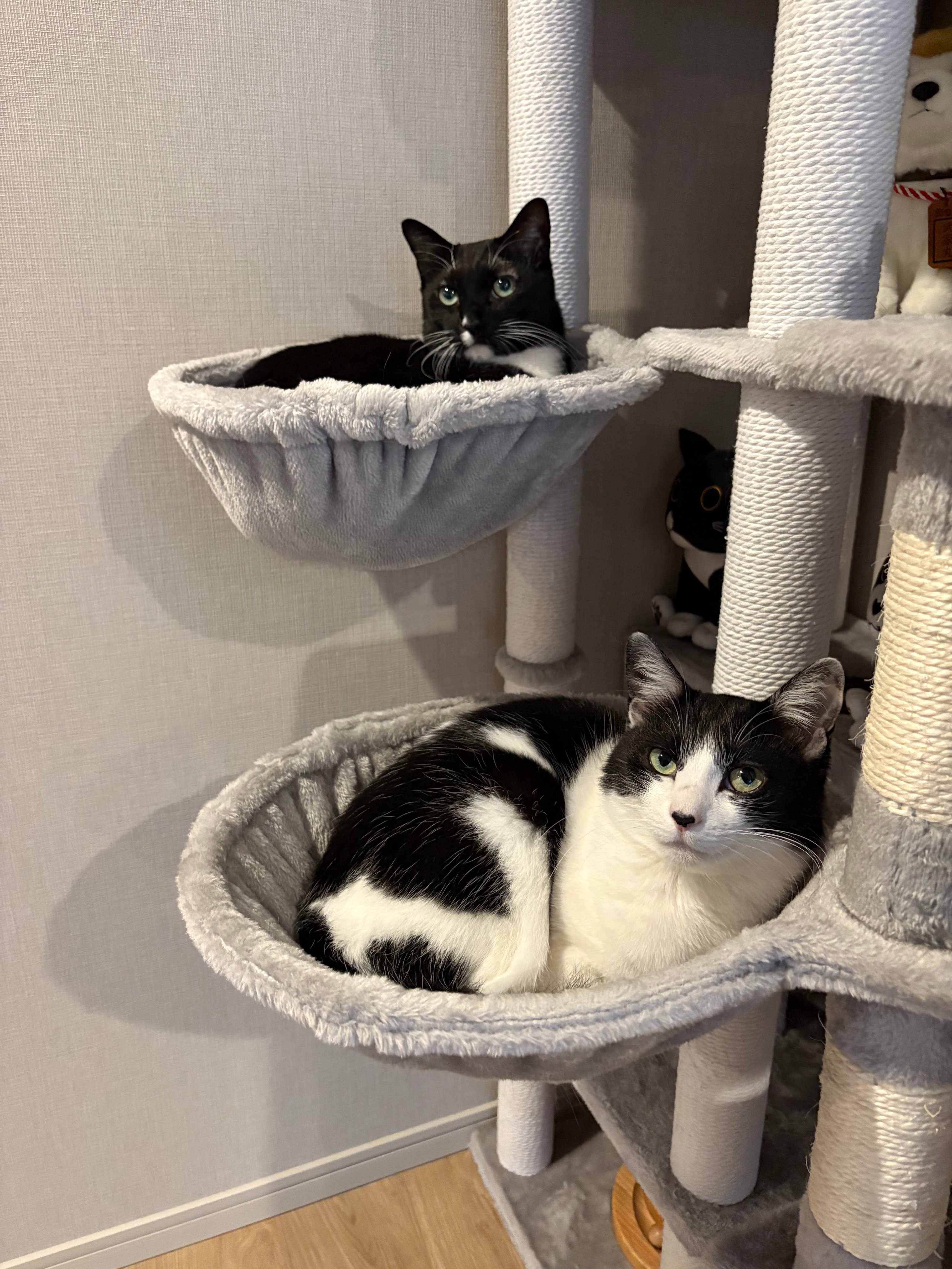 ねこ 】歌手・藤あや子の愛猫マル＆オレオがキャットタワーで「二段