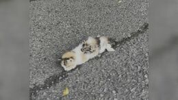 道ばたに倒れていた子ネコを保護→一軒家に引っ越しまで「自分にとっては招き猫」わずか3か月で生活一変|TBS NEWS DIG