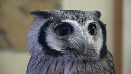 神社の人気者フクロウの「伊那ちゃん」大晦日と正月三が日にお出迎え頭