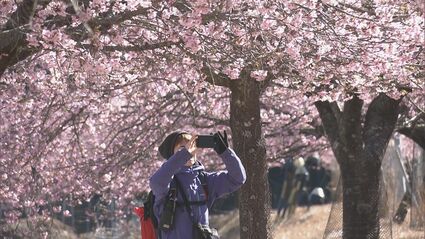 河津桜 img_bf54aaa6740d00d4ae125bdd1b