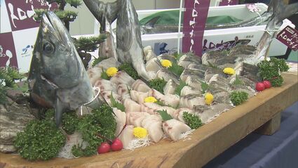 ブランド魚｢答志島トロさわら｣水揚げ始まる 1本釣りされた中から脂肪