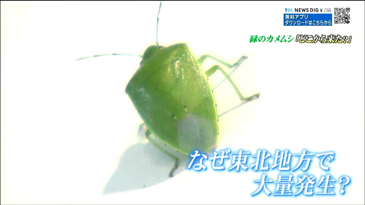 専門家も驚いた「緑色のカメムシ」大量発生そのワケは 生息域が激変