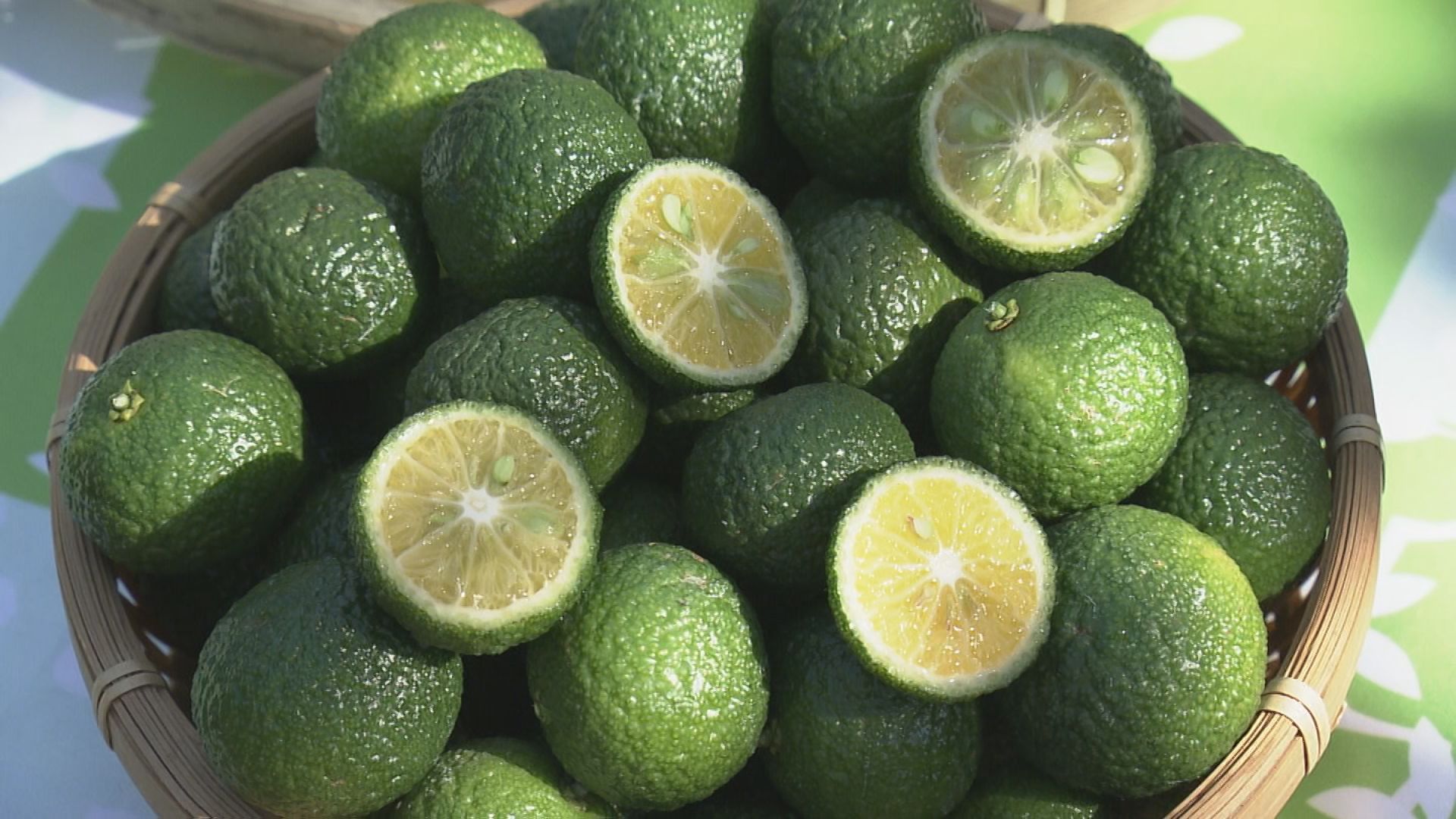 かんきつ「新姫」の収獲始まる　強い酸味と爽やかな香りで焼き魚やドリンクにぴったり　三重・熊野市