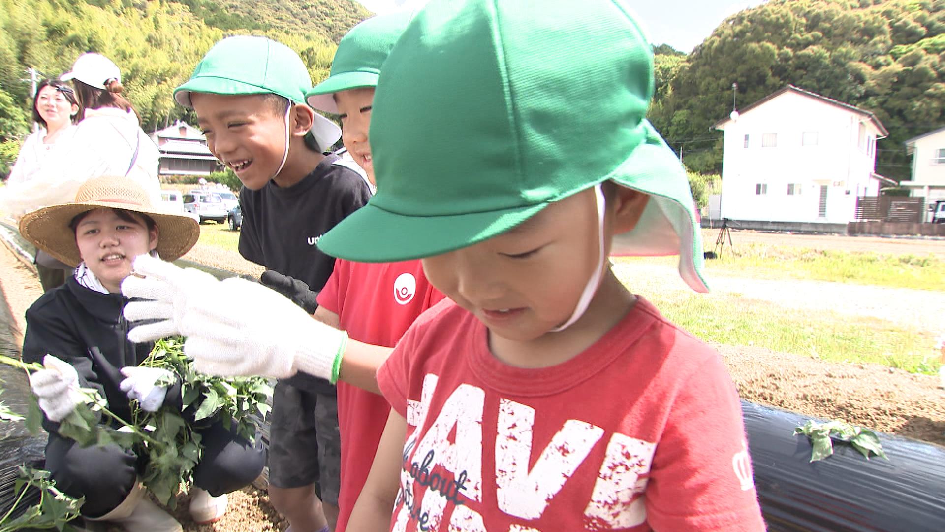 園児たちがサツマイモの苗植え「おいしいお芋に育って!」約1000本の
