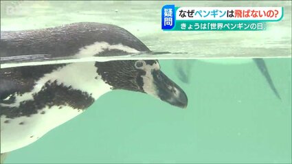 ペンギンはなぜ空を飛ばないの？」“世界ペンギンの日” 新潟市の