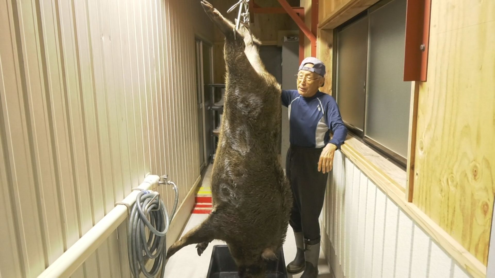 まさに「山の主」…「巨大イノシシ」捕獲に成功 体重140キロ・通常の