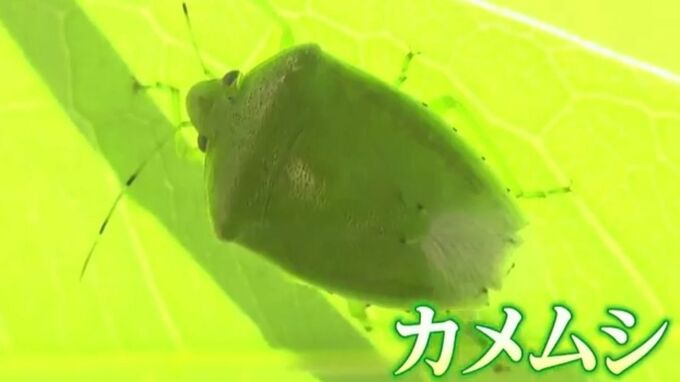 【カメムシ／発送方法修正】テレビ 今年はカメムシが少ない？猛暑が影響か 自宅でカメムシを見つけ