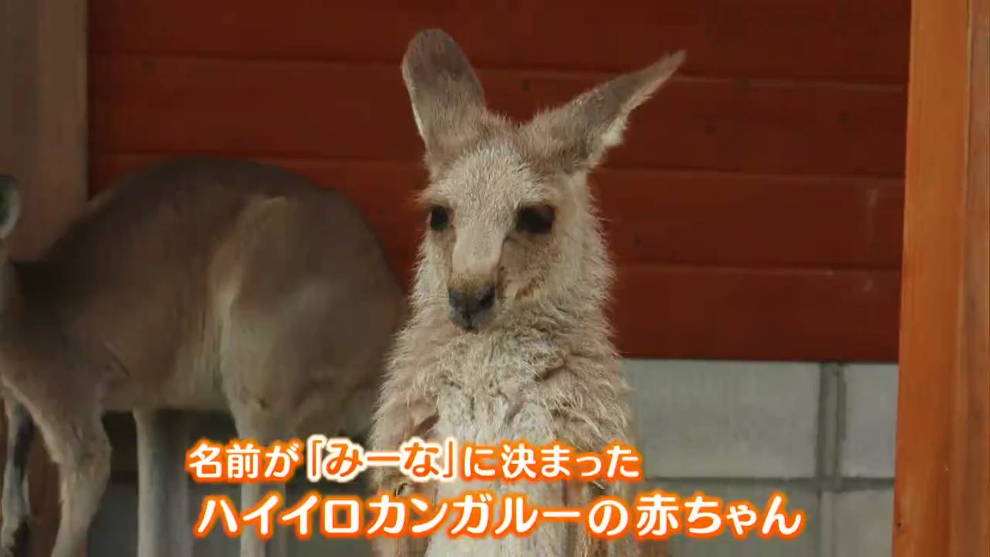 ドイツの森