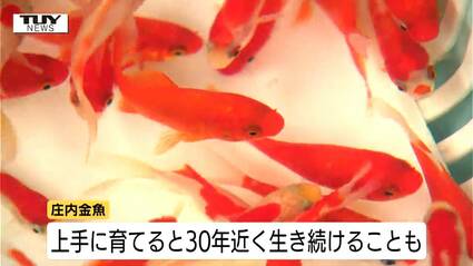 只今年末セール中 金魚色々2000円～50000円 上手に育てれば30年近く生きる!? 優雅に泳ぐ“振袖金魚” 夏の風物詩