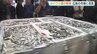 「豊漁でいいスタートが切れた」 “夏の味覚” 小イワシ漁が解禁　広島の市場に活気　|　RCC NEWS | 広島ニュース | RCC中国放送