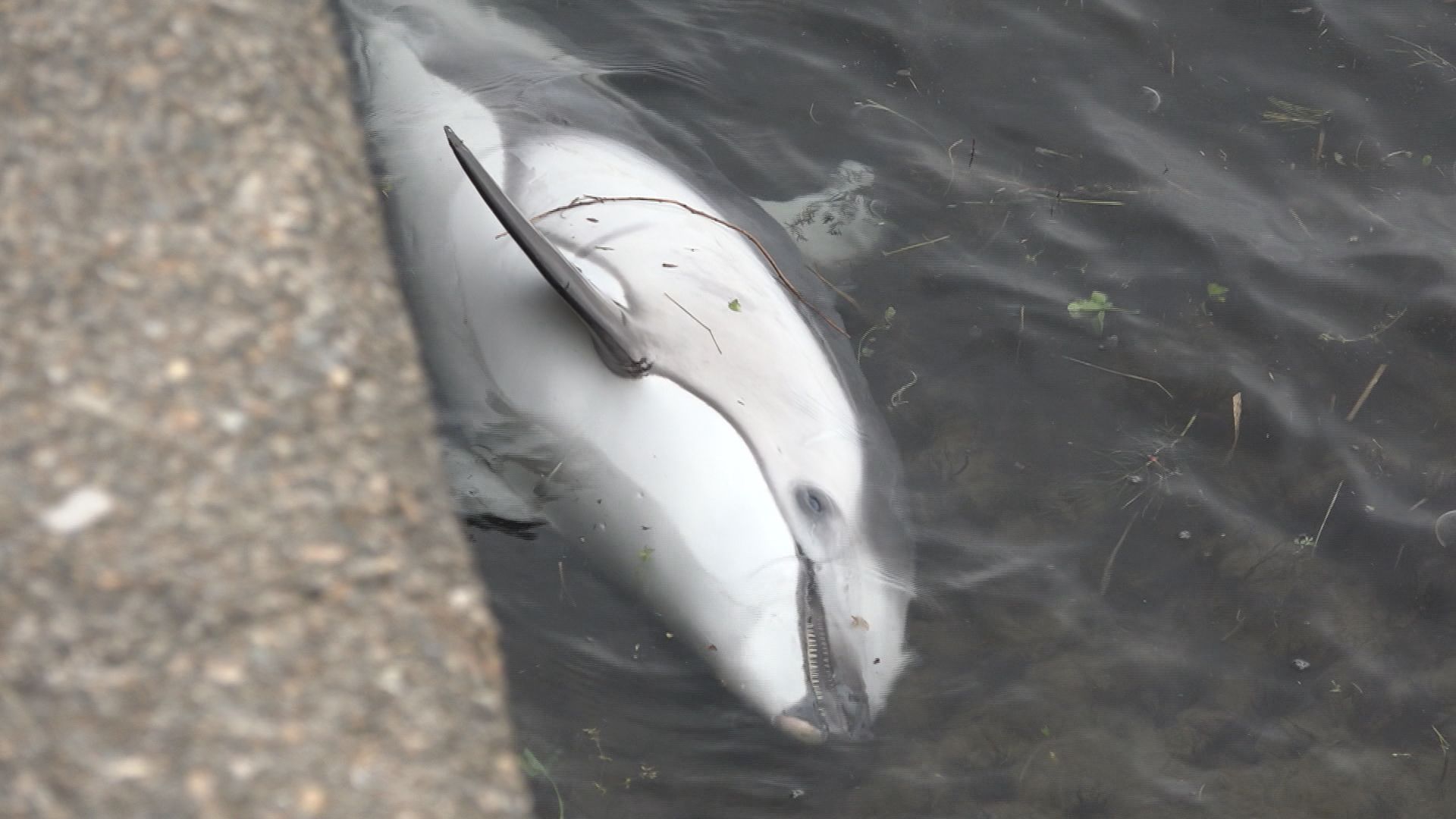 魚津の漁港にイルカ漂着？ 浮かんだまま動かず…富山湾沖合を回遊の