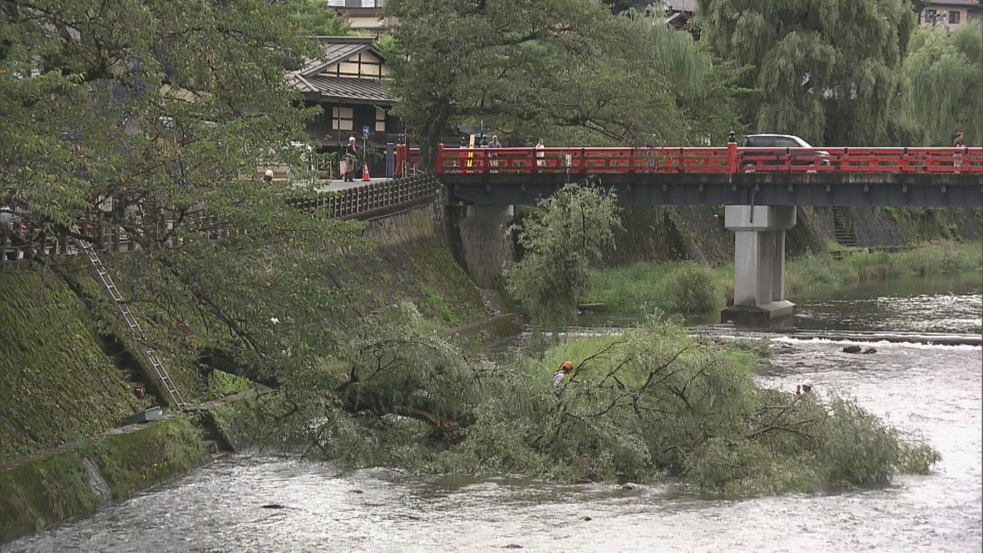 宮川沿いのヤナギの木が倒れる　人的被害はなし　根元から折れ川に向かって斜めに…　岐阜・高山市