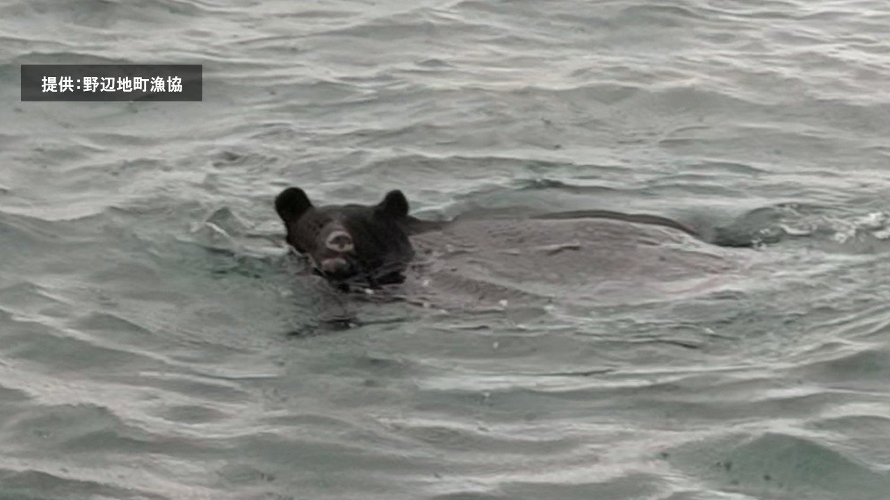 動画あり】「クマ」海を泳ぐ様子が撮影される 体長1.5m・体重140kgの
