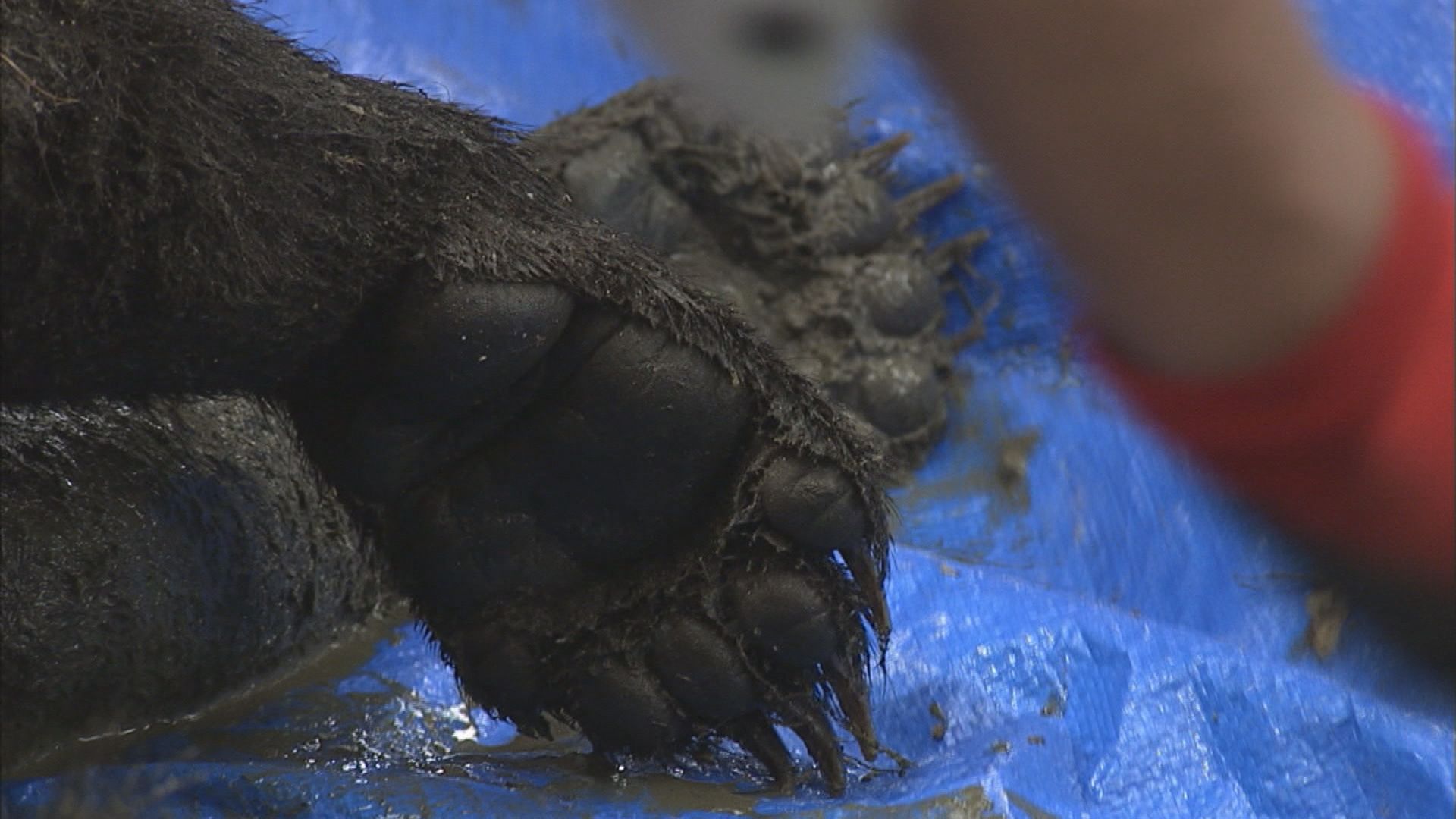 恐ろしいクマの爪「顔の皮膚がはがれ」雑菌で死んだ人も…富山では