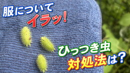 服にくっついてイラッ「ひっつき虫」の世界 対処法は?実は“あの製品”開発のヒントにもなっていた|TBS NEWS DIG