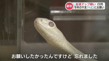 財布の上に蛇！？びっくりしてお願い忘れた人も… 25年前に現れた「白蛇
