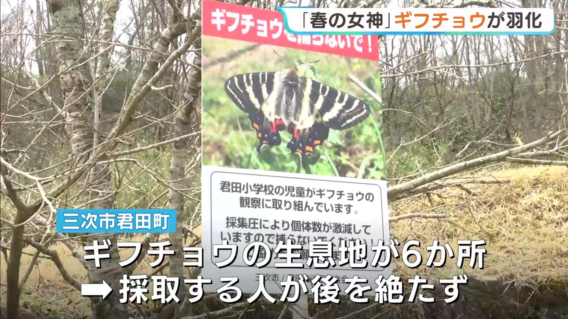 ギフチョウ ♀1 蝶国産標本 秋田県由利矢島町鶯谷 非常に大きな 日本産