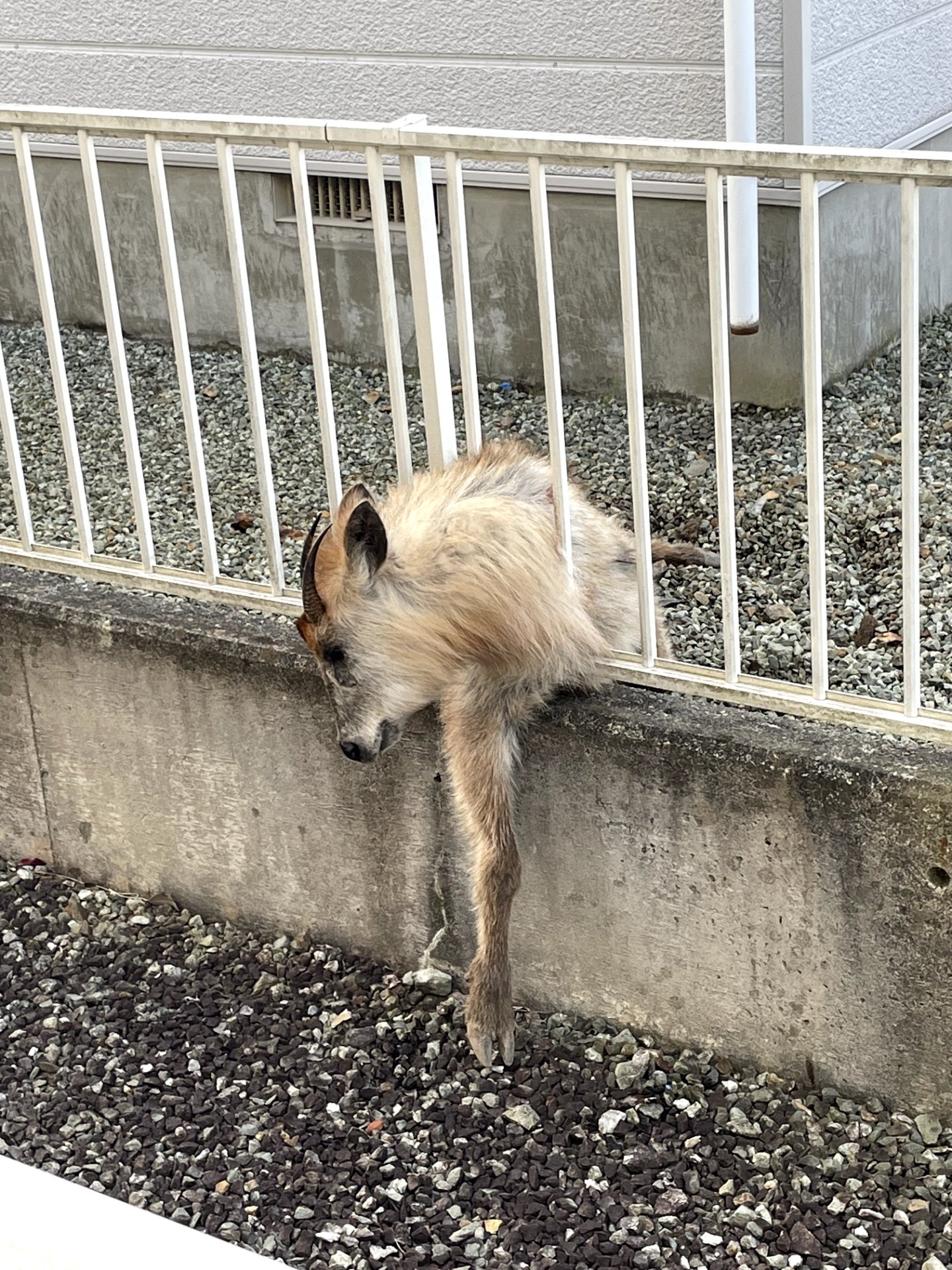 襲われツノが足に当たりカモシカが市の中心部に出没 70代女性が足に