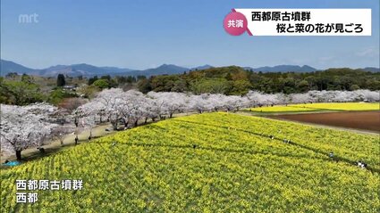 春の花の共演 約2000本のソメイヨシノと30万本の菜の花が見ごろ 西都原