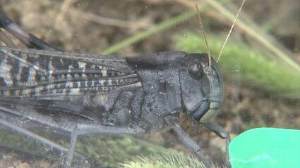 なんで黒がいるんだろうと思って」夏休み中の小学1年生がつかまえたの