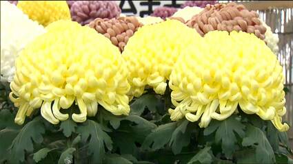 厚物”や”千輪咲き”の見事な花が魅了 愛好家が丹精込めて育てた1300鉢が