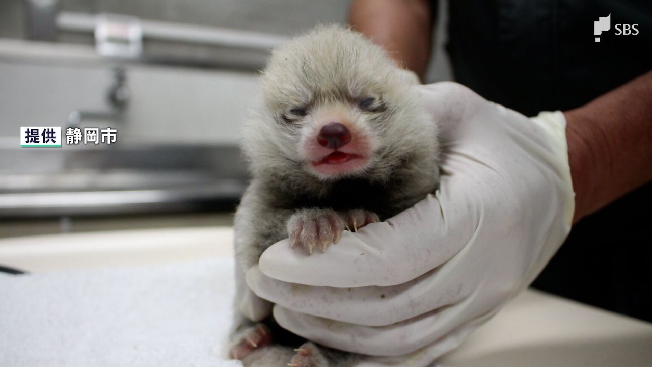 レッサーパンダの赤ちゃん、2年ぶりに誕生 一般公開は2025年秋頃の予定