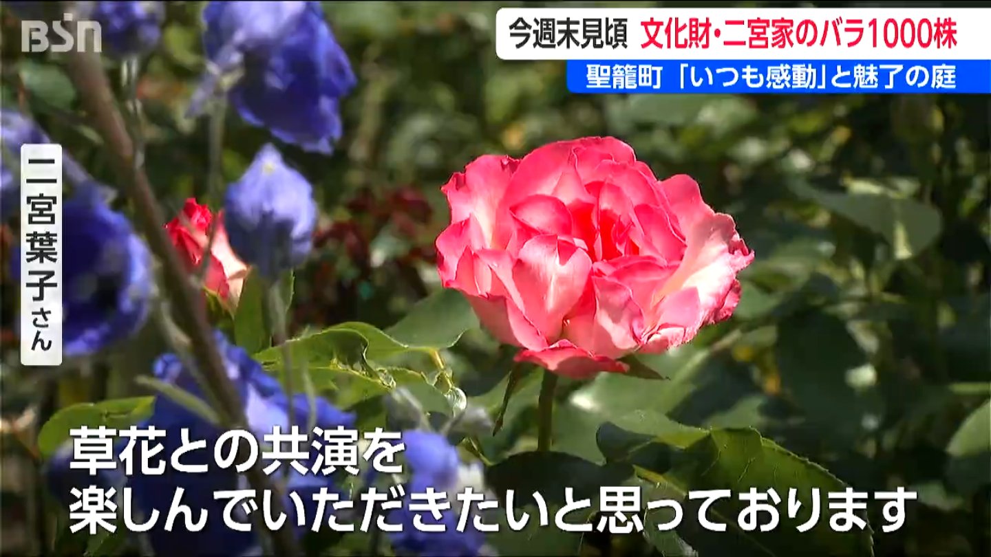 30年に渡って丹精込めた数百種 1000株以上を一般公開『二宮家バラ園