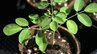 豊富な栄養素を含みCO2の吸収量が高い植物「モリンガ」を広めたい　家庭や企業に向け苗木を配付【岡山】|TBS NEWS DIG