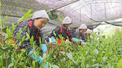 新茶初取引前に高級茶「高嶺の香」摘み取り 「ぜひ味わって飲んで
