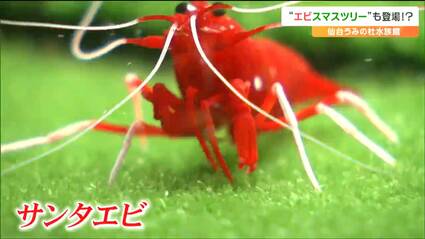 クリスマスツリーならぬ『“エビ”スマスツリー？』その正体はサンタ