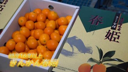 ①ハウスきんかん 16キロ