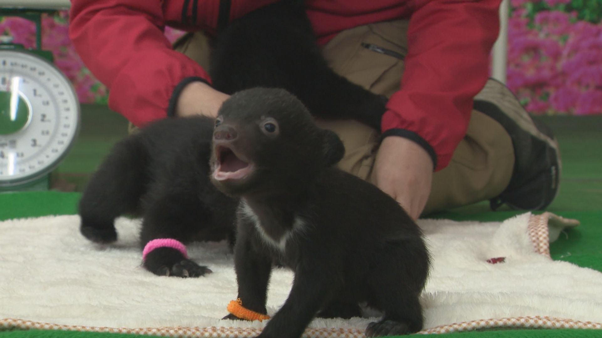 今年生まれた4頭のクマの赤ちゃん お披露目 名前も募集中【阿蘇