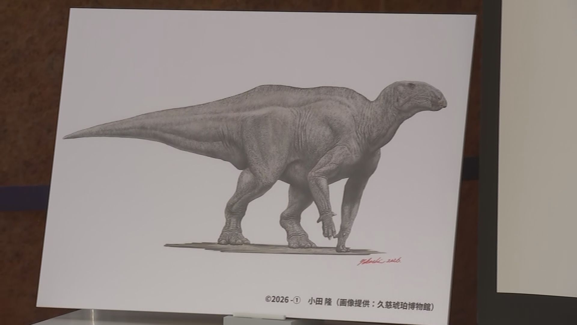 トリケラトプスやイグアノドンの仲間とみられる恐竜の歯の化石みつかる