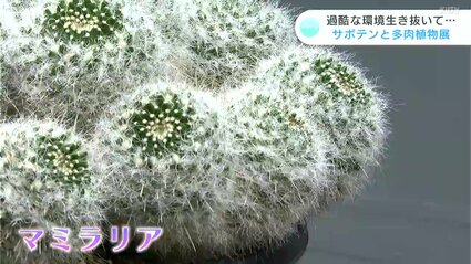 サボテン』にあって『多肉植物』に無いものは？過酷な環境生き抜き進化